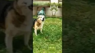 Hund Jaci