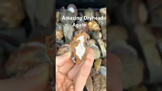 Amazing polished Dryhead Agate with stunning bands! 🤩👀 #shorts #gemstone