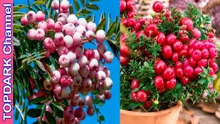 15 Arboles y Arbustos con Coloridos Frutos Ornamentales