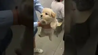 You Won&rsquo;t Stop Laughing Watching This Golden Retriever Puppy 🤣