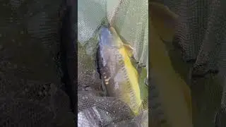 New Effort TV - Linear Carp 🎣🐳 #shorts #carpy #fish #fishing #carp #carprun #carpfishing #beauty