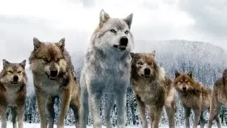 Twilight wolves: How its done (KDH)