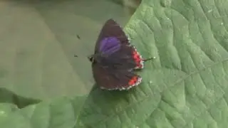 ウラフチベニシジミ/Heliophorus epicles latilimbata 03 1702BMHH