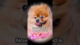 Rip little baby🥺❤ #dog #dogs #memory #pet #petlover #pets