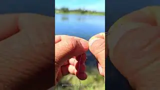Como usar el maiz en el anzuelo para pescar grandes carpas!! | tecnica de pesca