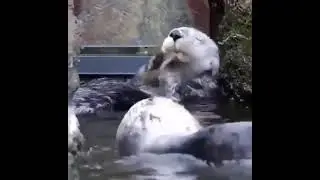 Funny Animals Vol. 3 | Animals Doing Things