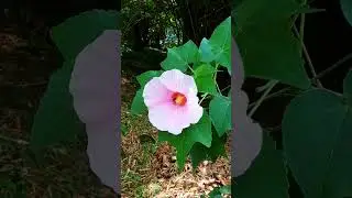 Розовая мальва #techno #music #model #dj #dance #4k #nature #flores #flowers