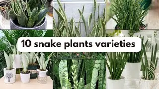 10 Snake Plant Varieties with names