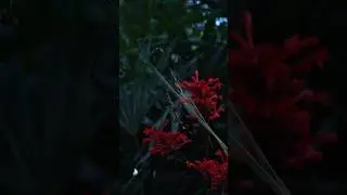 Trichonephila clavipes, conhecido pelo nome comum de Aranha-de-teia-amarela. #aranha