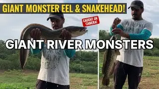 Monster Snakehead & Wild Eel Caught in One Day! (Unbelievable Fishing)&rdquo; #2026 fishing 🇱🇰 