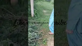 Women's hard work 💪 #music #song #newsong #farming #ballad