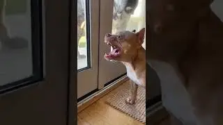 Big Dog Calm vs Small Dog Bark 😂,#shorts,#viral,#dogs,big dog funny