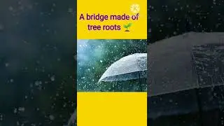 A bridge made of tree roots!!!! #facts #trending #viral #shorts