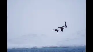 Hunting for Greenland