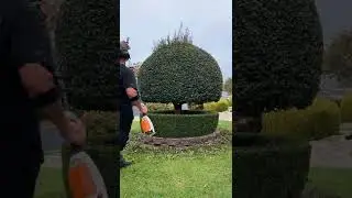 A different angle this time pruning this #shorts #youtube #reels#reel #topiary #paradise #gardening