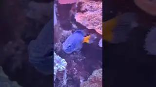 🐠Yellow Tail Blue Damsel🐠#aquariumfishfish #bestaquarium #bestreeftank #damselfish #aquariumhobby
