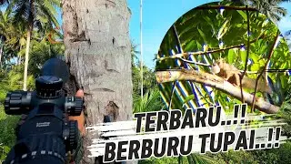 BERBURU TUPAI TERBARU..‼️SUDAH LAMA TIDAK HUNTING.