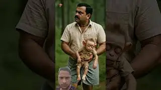#baby #monkey #shortaday #shortvideo #shortaday #youtubeshorts #tranding #shortfeed #youtubechannel
