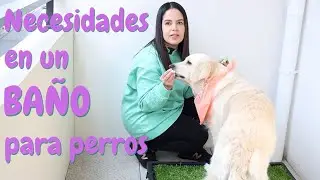 Enseñar a un perro a hacer sus necesidades en un baño
