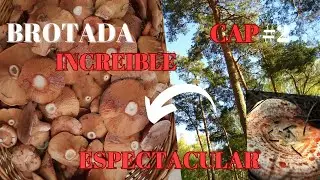 Brotada espectacular de niscalos 2023. Robellones.Empieza la temporada!