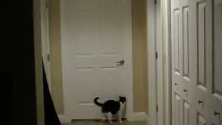 Cat, Gixxer, breaking in to bedroom!!