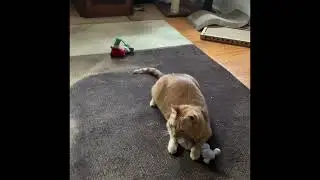 My Cat and his Toy - Amazing acrobatic feats
