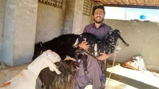 Desi wildlife style and first day at Gym. Desi wildlife 