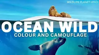 Blue Planet Colours And Camouflage | Wildlife Documentary hindi
