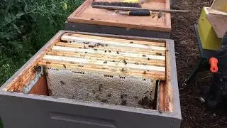 Broedaflegger en honing oogsten