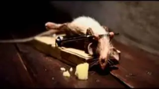 Rat going for Eye Of The Tiger