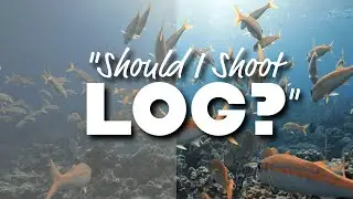 Should YOU Be Shooting LOG Video Underwater?