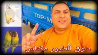 سوق الطيور 🦜بمدينة مكناس 🇲🇦اجي تولعوا معنا:0619227462