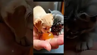 #PuppyAndKitten#CutePets#AdorabeAnimals#FurryFriends #PetLovers#AnimalLove#CuriousPets#CuteAndCuddly