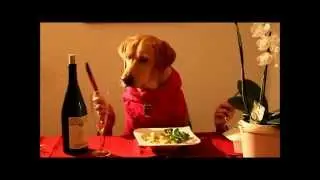 Aurelia's Filmtiere: Filmhund Labrador in 