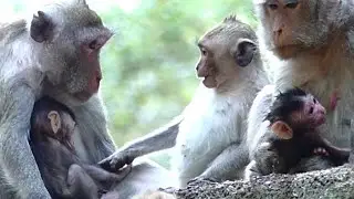 Janet Push and Block Janna To Feeding Milk | Jane Give Milk Janet Feeding | Sounds Monkey
