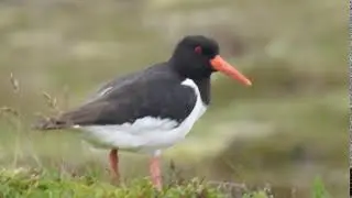Ostrygojad