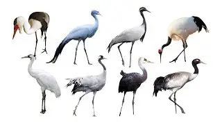 8 видов журавлей | Семейство: Gruidae, Род: Grus.