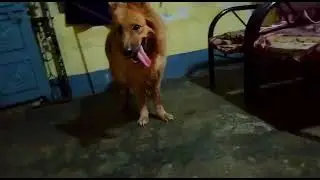 German shepherd long coat brown colour for sale Bangalore 8431981836