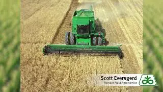 Wheat Harvest Tips