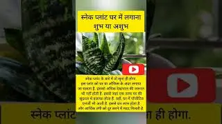 स्नेक प्लांट घर में लगाना शुभ या अशुभ 🙏Good or inauspicious to plant snake plant in the house #short