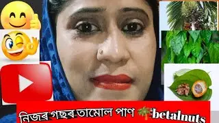 নিজৰ গছ ৰ তামোল পাণ🌴 🌴betal nuts ,❤️❤️❤️