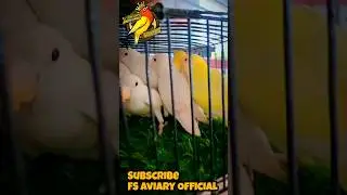 Creamino Lovebirds | Decino Lovebirds | Albino Lovebirds | #Shorts | FS Aviary Official