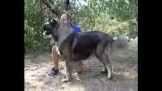 Kaukázusi juhászkutya, Közép-ázsiai juhászkutya - Boszporuszi Naptűz Kennel 1. rész 2008.