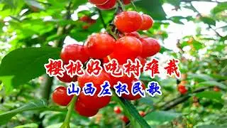 Cherries are delicious, but the trees are difficult to grow 樱桃好吃树难栽 山西民歌 演唱 溪水清幽