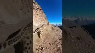 Will the leopard successfully catch the goat, watch the thrilling chase unfold