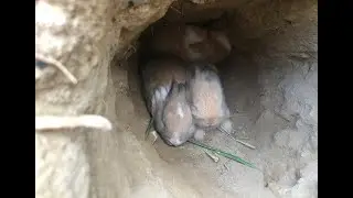 Baby rabbits' survival skills #rabbitt #babyrabbits #cute #baby