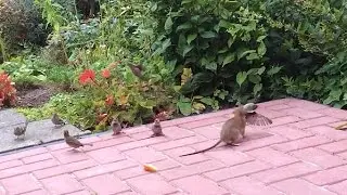 Vroege Vogels - Strijd tussen mus, muis en rat