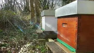Début du réveil des abeilles en mars prochain petite visite d'observation l'abeille noire Bretagne