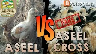 farming | Animal farming | birds farming | vegetable farming | fruit farming | TFO Farm channel