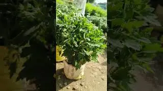 bareli visit for plantation🪴🌷#bareli #vlog #viralvideo #plantsofindia #gardencenter #nursery #nature